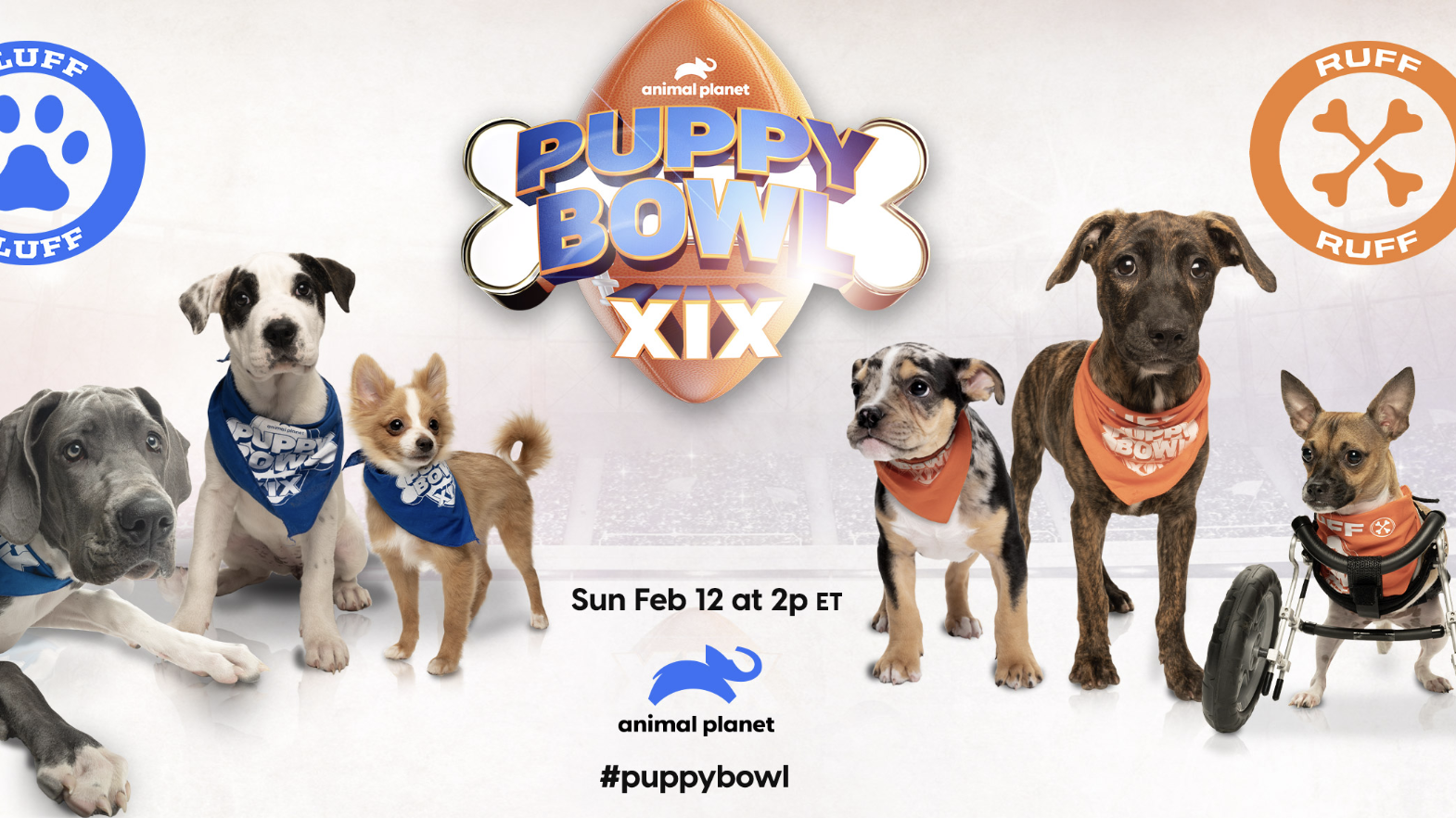 Discovery Puppy Bowl Kitty Halftime Show Sweepstakes Win 5,000 Cash